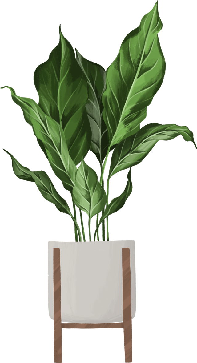 Peace Lily