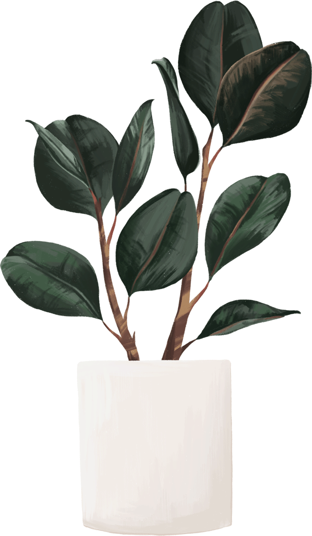 Rubber Tree