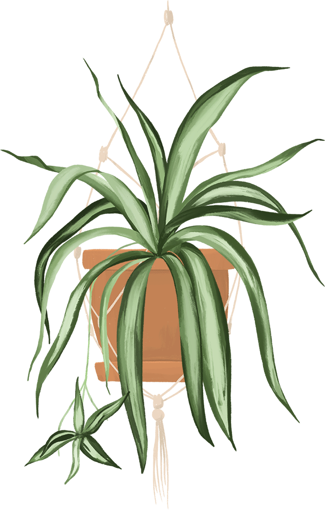 Spider Plant